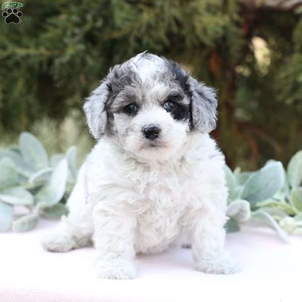 Jessa, Bich-Poo Puppy